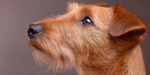 closeup of an irish terrier dogs nose