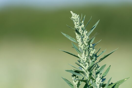 Close up of a fat hen (chenopodium album) plant