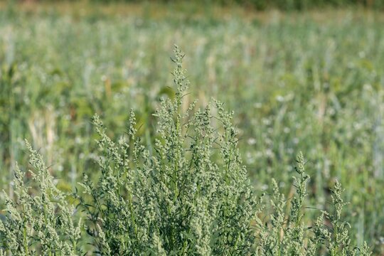 Close up of a fat hen (chenopodium album) plant