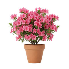 Pink azalea plant in terracotta pot isolated