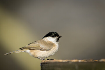 Sumpfmeise an der Futterstelle