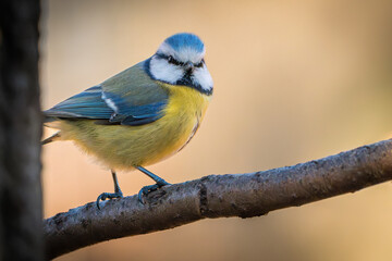 Blaumeise auf einem Zweig