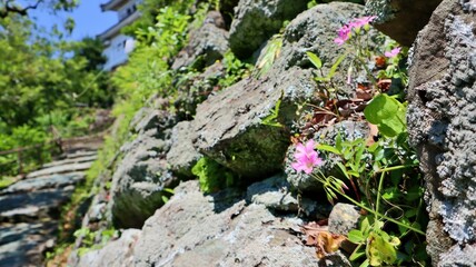 青空と城跡の石垣に咲く春のピンクの花