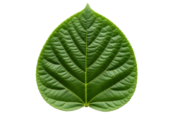 Vibrant green textured leaf with prominent veins isolated on transparent background