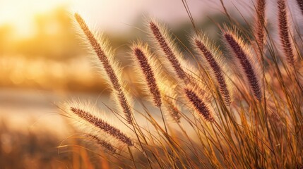 Golden hour landscape featuring soft grass in sunlight, capturing the serene beauty of nature in a tranquil outdoor setting at dusk