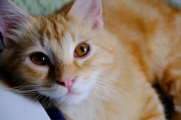 Close up of a cat's face lazing around with sparkling eyes.