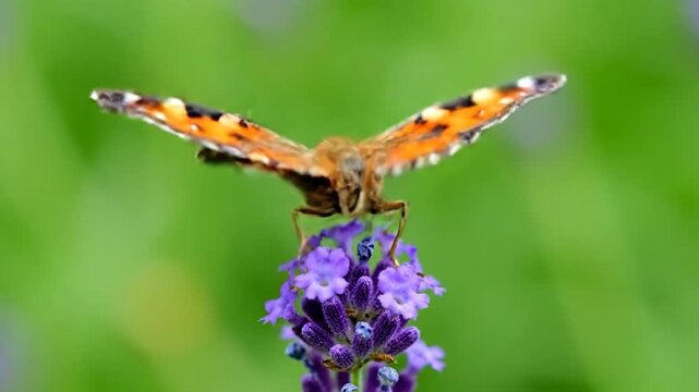 A close-up of a butterfly with orange and black wings, perched on a lavender flower