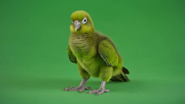 Adorable Kakapo Chick Poses on Green Screen Background