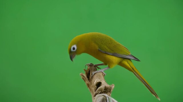 Medium shot of a Maui parrotbill bird perched on a branch against a green screen.