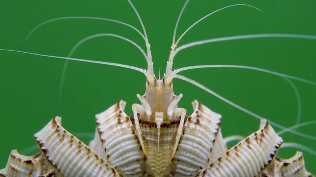 Close-up of a pelagic gooseneck barnacle with delicate tendrils against a green background