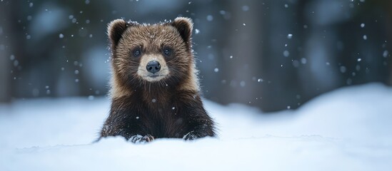 Brown Bear Cub in Snowy Forest
