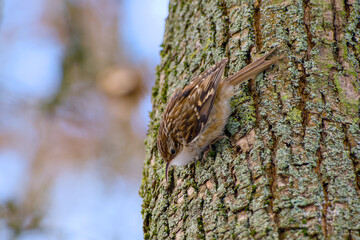 Eurasian treecreeper climbing vertically on a tree trunk while foraging for insects