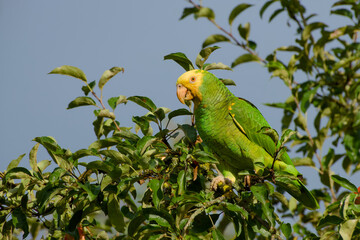 Yellow-headed amazon parrot perched on an apple tree branch