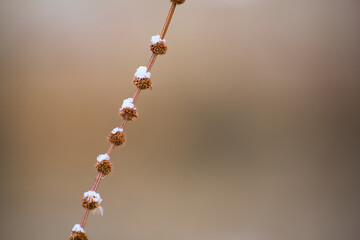 Snow-dusted plant stem with seed heads on soft neutral background