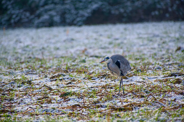 Grey heron standing in snow-covered agricultural field