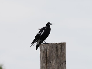 Magpie on Pole