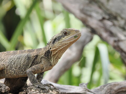 Water Dragon Lizard