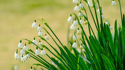 スノードロップの花