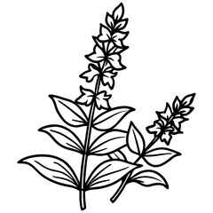 Fototapeta premium Salvia line art vector