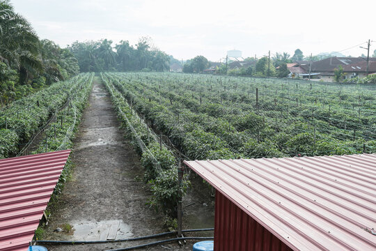 Expansive Commercial Chili Pepper Farm with Modern Fertigation System and Row Cultivation