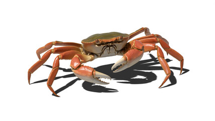 Fototapeta premium Vibrant orange crab with sharp claws on white background