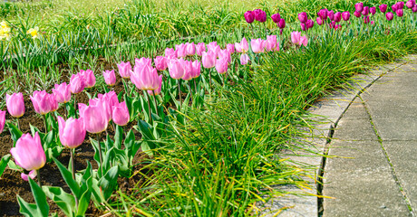 チューリップの花
