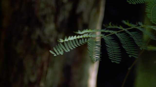 Dramatic 4K macro of green fern-like leaves against a dark, textured tree bark background.