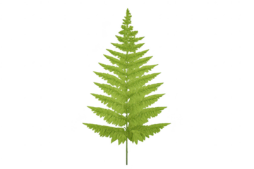 Detailed Fern Frond Illustration with transparent background vector.