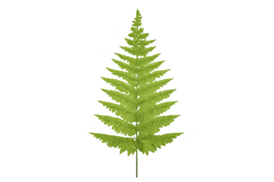 Detailed Fern Frond Illustration with transparent background vector. - Powered by Adobe