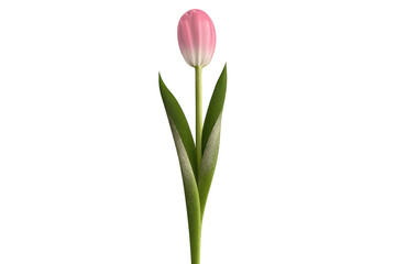 Fototapeta premium Pink Tulip Flower Isolated with Transparent Background Image Design