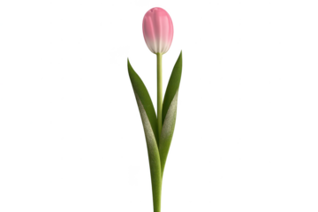 Pink Tulip Flower Isolated with Transparent Background Image Design