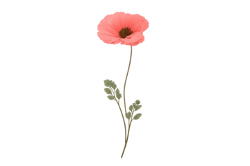 Elegant pink poppy with a transparent background in digital art style