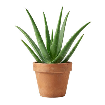 Fresh Aloe vera plant in rustic terracotta pot