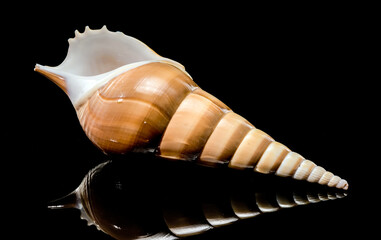 Long Shinbone Tibia Fusus Shell on Black Reflective Background