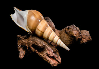 Tibia Fusus Shell Resting on Natural Wood over Black