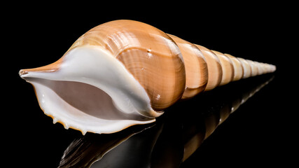 A studio macro photograph of a polished Tibia fusus shell, showing its elegant spiral shape and smooth tan surface against a black backdrop.