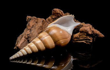 Tibia Fusus Shell Resting on Natural Wood over Black