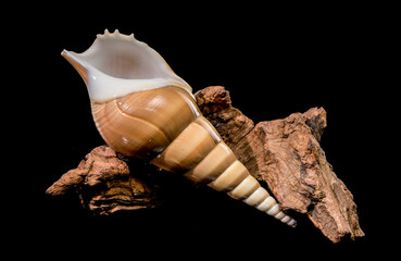 Tibia Fusus Shell Resting on Natural Wood over Black