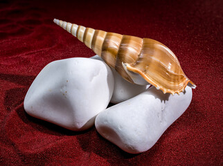 Long Tibia Fusus Shell on White Stones with Red Background