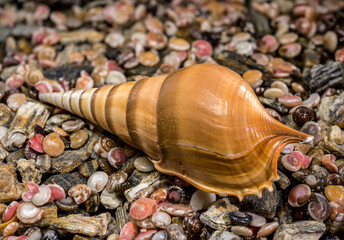Tibia Fusus Shinbone Shell on Bed of Colorful Sea Pebbles