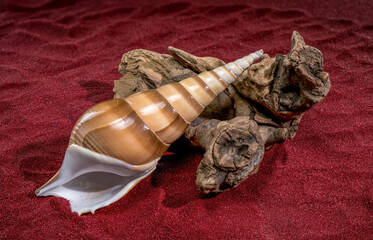 Tibia Fusus Shell on Driftwood over Textured Red Sand