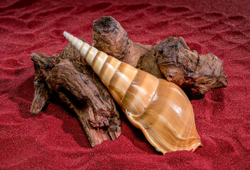 Tibia Fusus Shell on Driftwood over Textured Red Sand