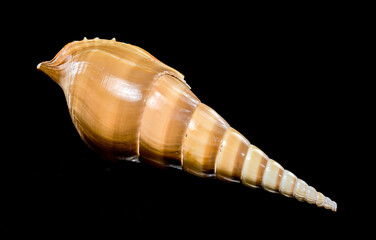 Graceful Long Spire Tibia Fusus Shell on Black Background
