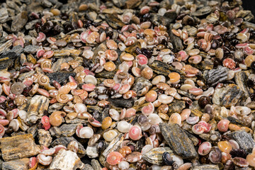 Background of Small Colorful Seashells and Textured Grey River Stones