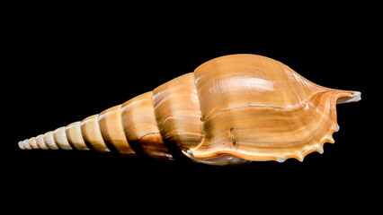 Graceful Long Spire Tibia Fusus Shell on Black Background