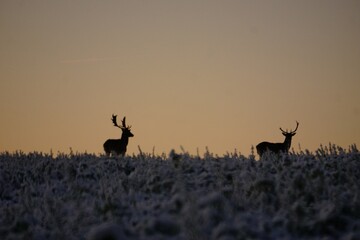Two deer with large antlers runs across a meadow at sunrise