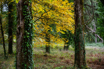 Obraz premium Autumn forest scene with ivy covered trunks and leaf litter