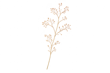 Delicate oak tree branch on a transparent background isolated artwork.