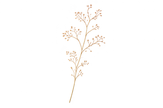 Delicate oak tree branch on a transparent background isolated artwork. - Powered by Adobe