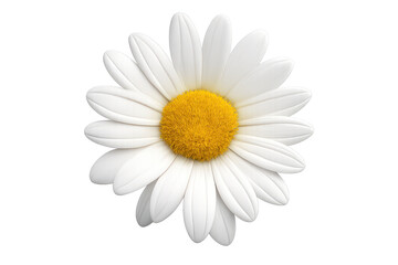 Fototapeta premium A Detailed White Daisy Flower on transparent background, Overhead View